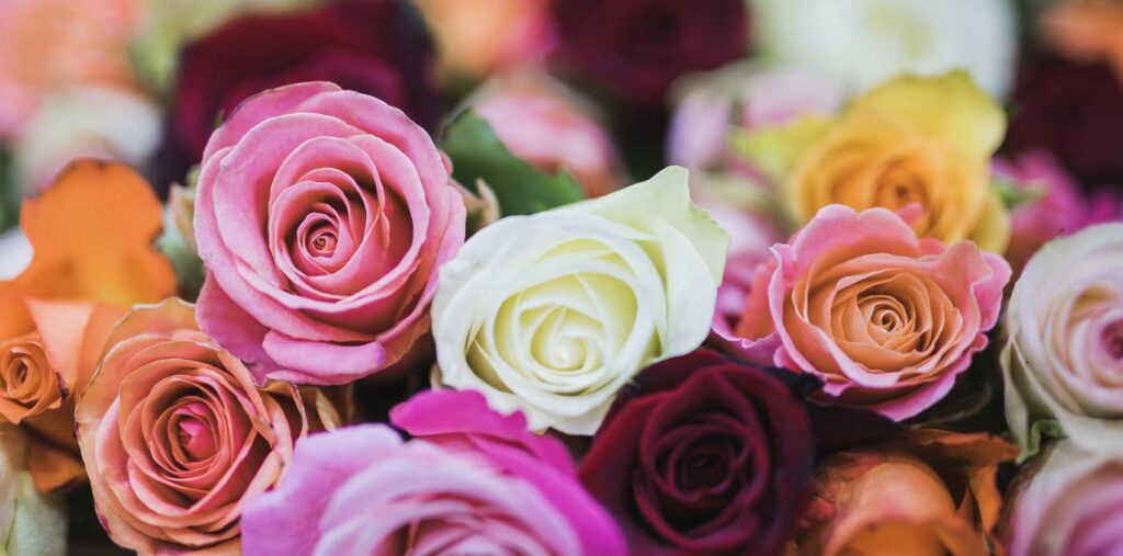 What are the various rose meanings by color