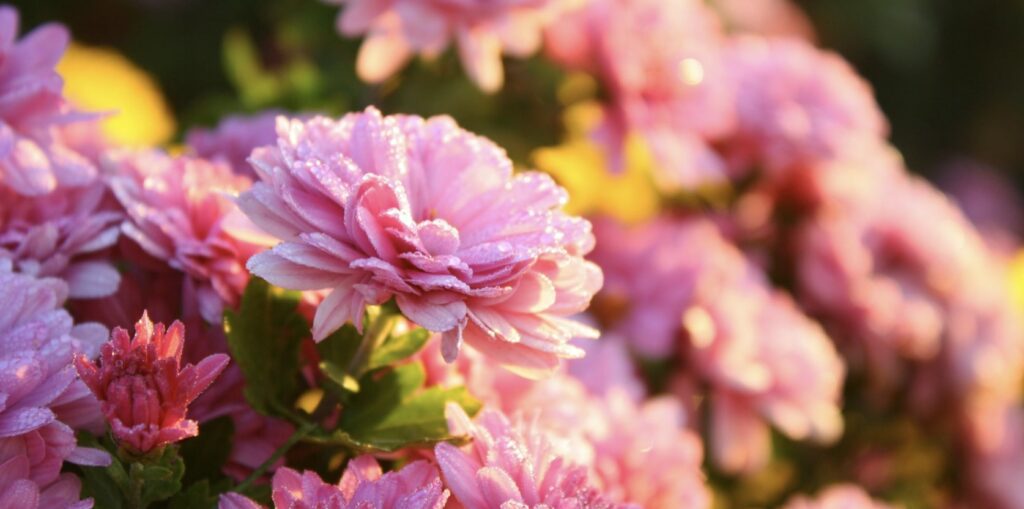 What do different colors of chrysanthemums mean