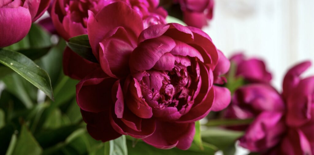What do different colors of peonies mean