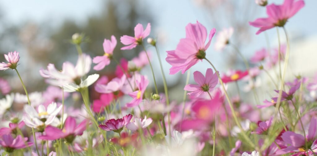 What do different cosmos flower colors mean