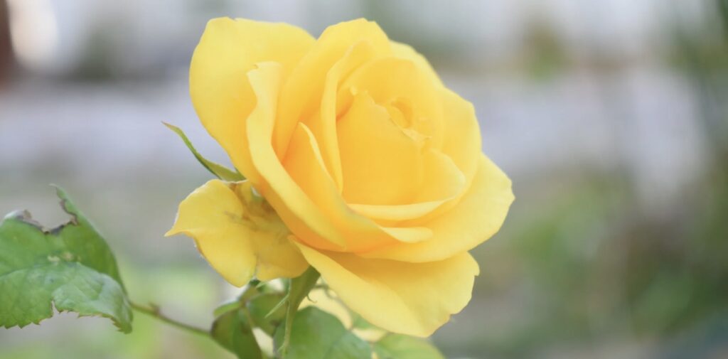 What do roses mean in religion