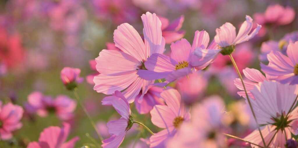 What does the cosmos symbolize in religion