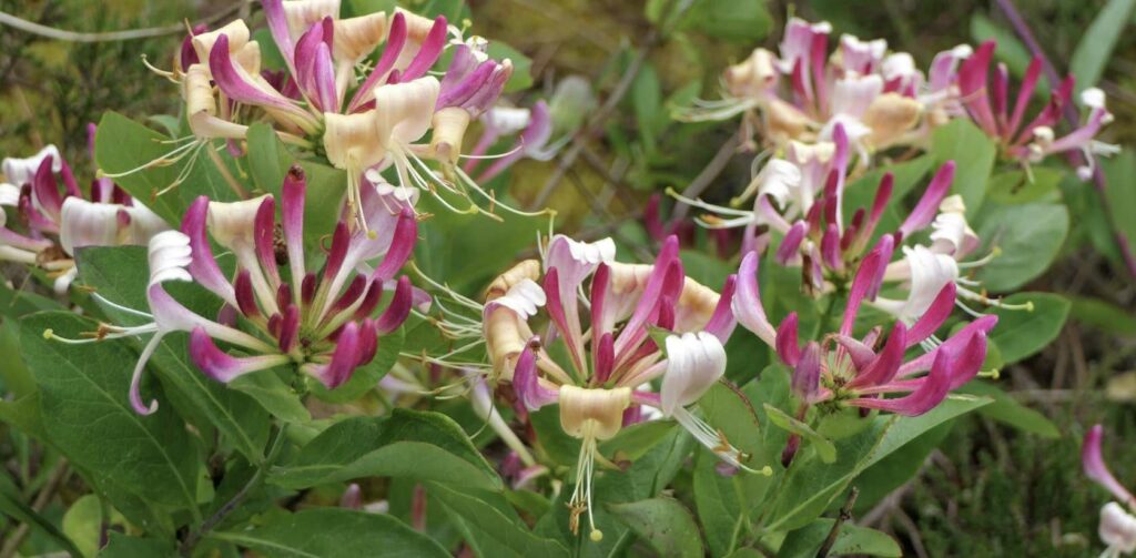 What does the honeysuckle symbolize