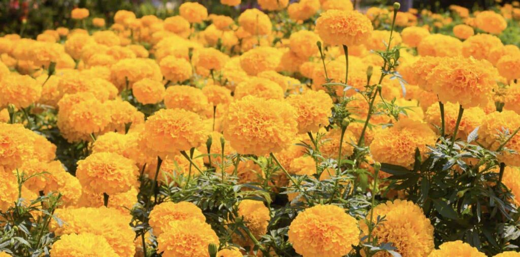 What does the marigold flower symbolize
