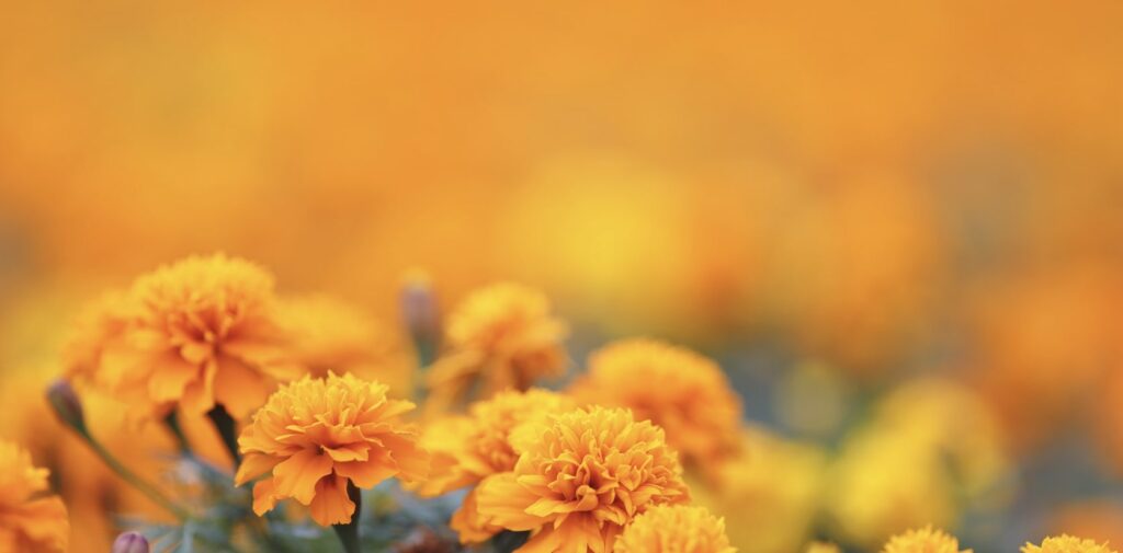 What does the marigold symbolize in religion