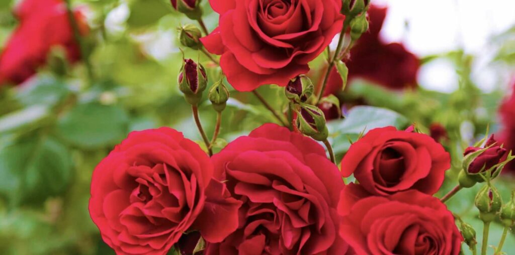 What does the rose symbolize