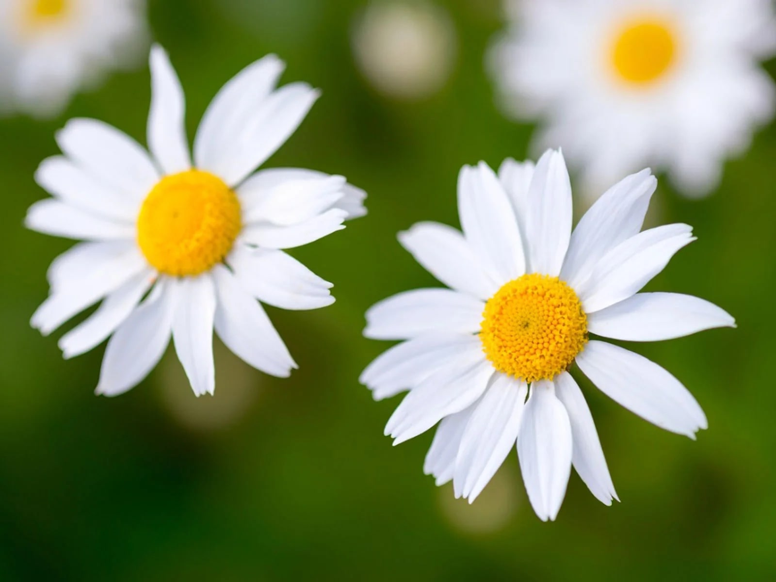 A Quick Look into the History and Symbolism of Daisy [2026]