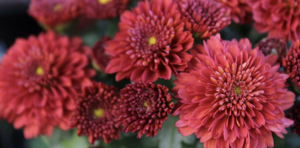 What is the cultural relevance of chrysanthemums