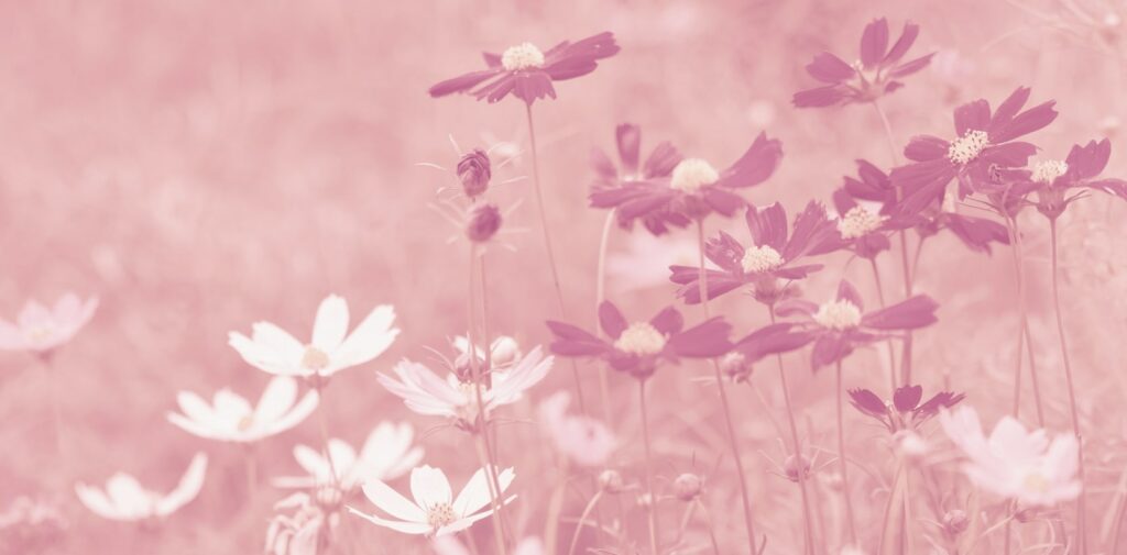 What is the cultural relevance of cosmos flowers