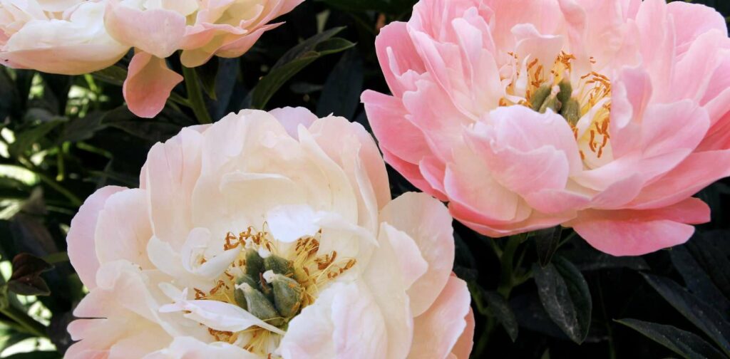 What is the cultural relevance of peonies