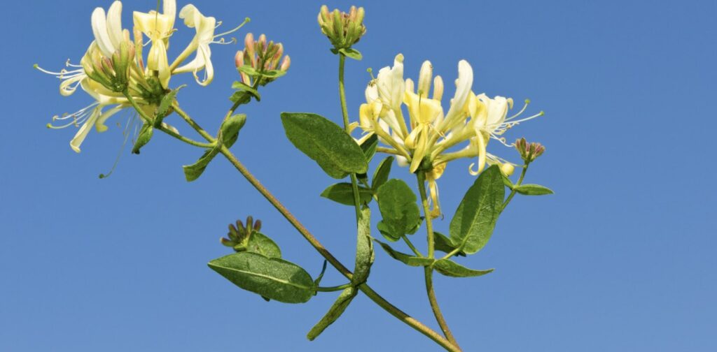 What is the cultural relevance of the honeysuckle