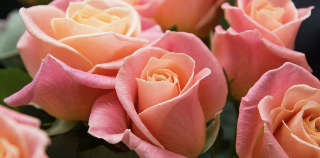What is the cultural relevance of the rose