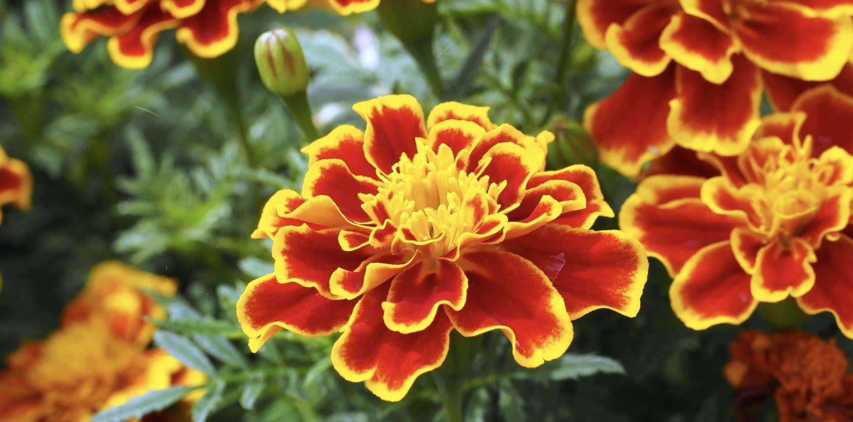 A Full Guide to October Birth Flowers and Their Meanings [2025]