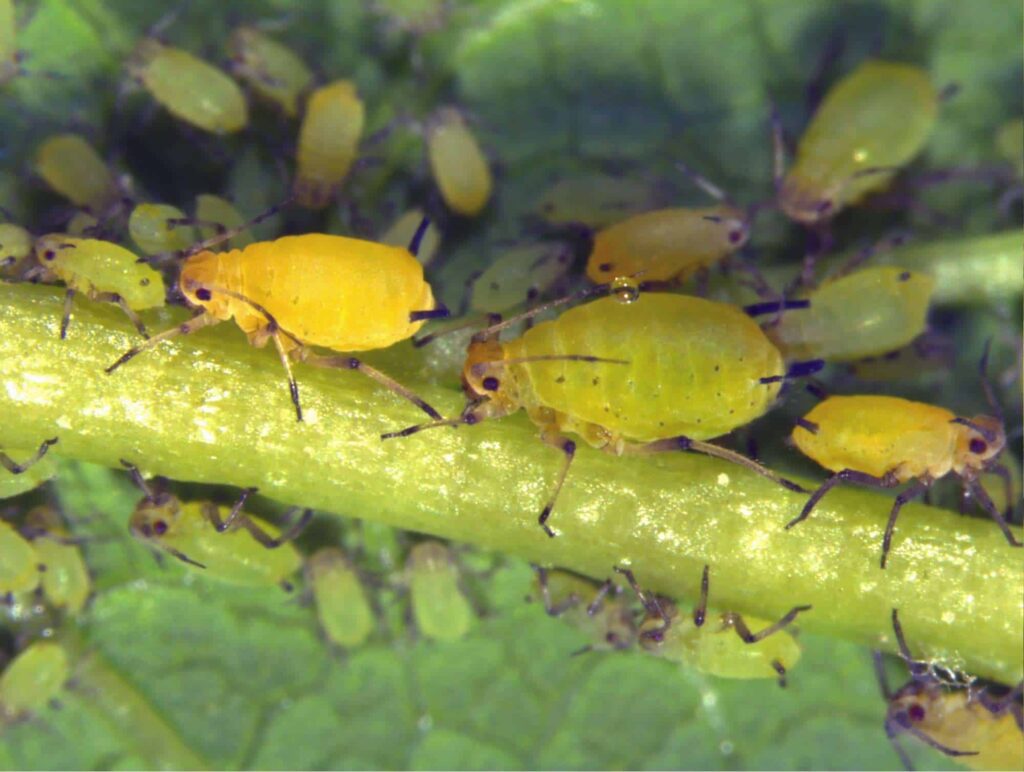 What is the most common pest of Craspedia