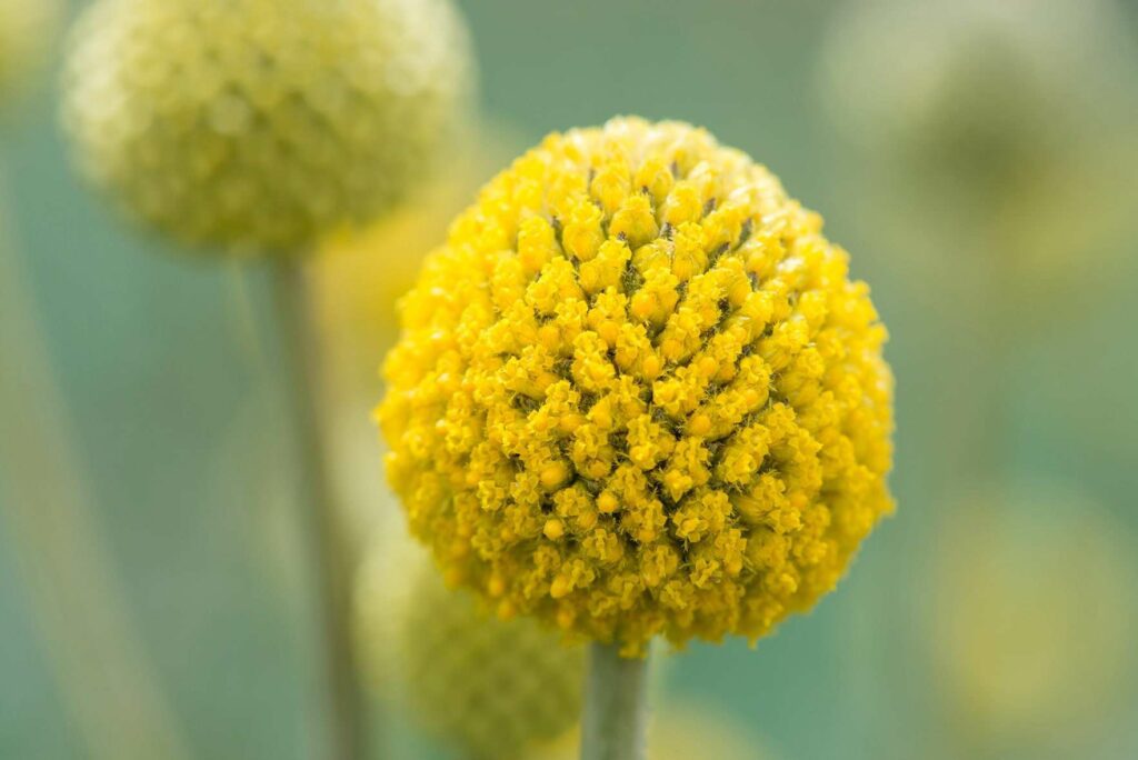 What type of flower is Craspedia