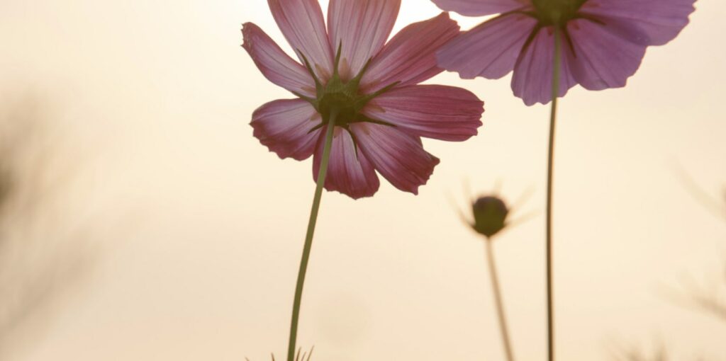 When do I gift someone cosmos flowers