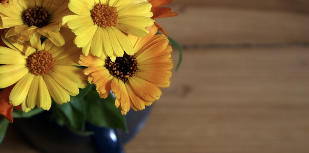 When do I gift someone marigold flowers