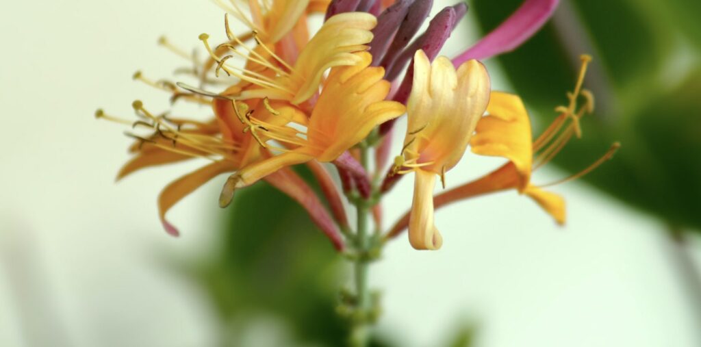 When should I give someone honeysuckles