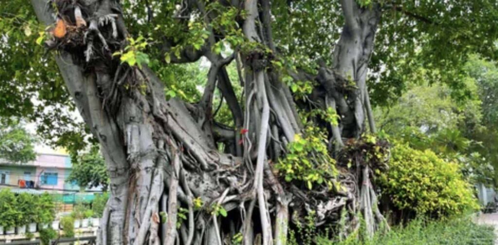 ‘Banyan Fig’ Rubber Tree