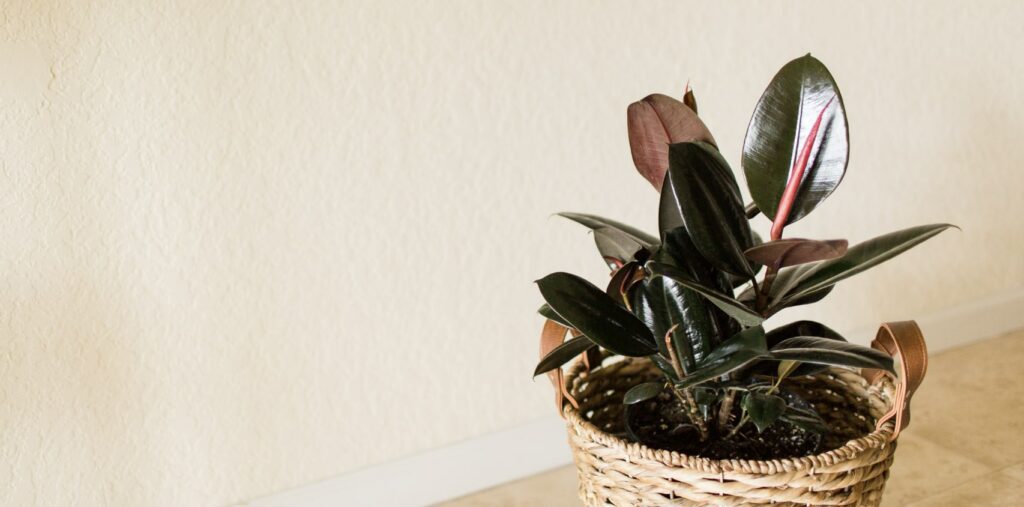 ‘Black Prince’ Rubber Tree
