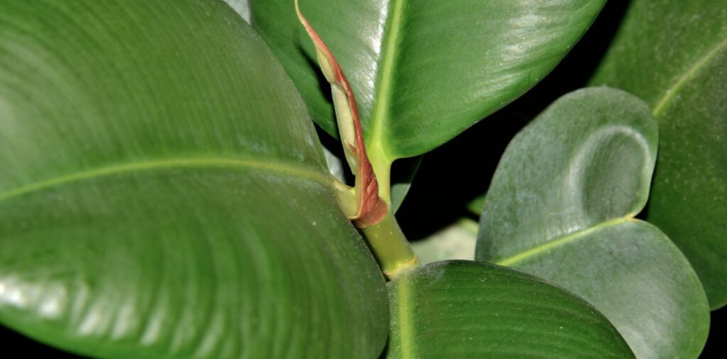 ‘Chloe’ Rubber Tree