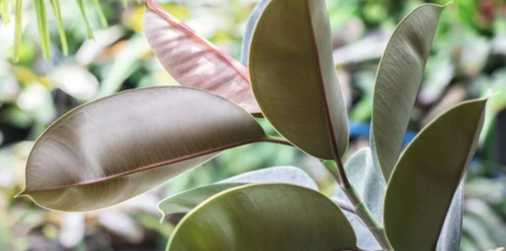 ‘Decora’ Rubber Tree