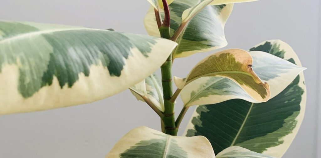 ‘Lemon Lime’ Rubber Tree