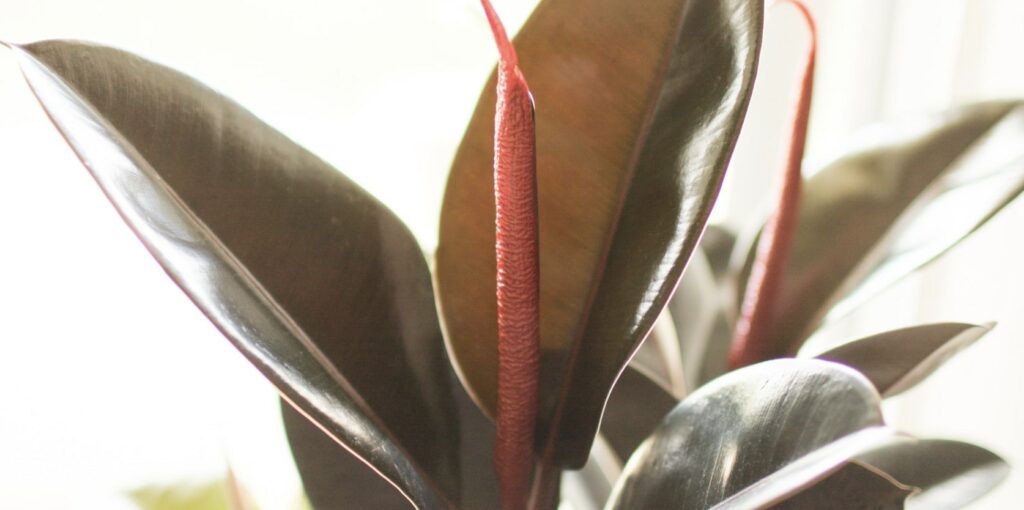 ‘Melany’ Rubber Tree