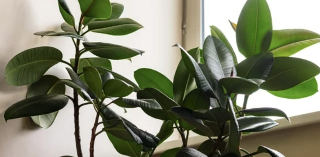 ‘Robusta’ Rubber Tree
