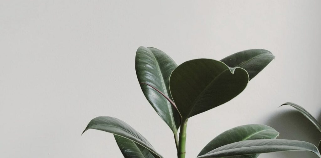‘Sophia’ Rubber Tree