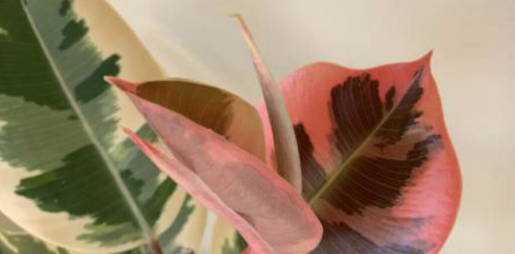 ‘Tineke’ Rubber Tree