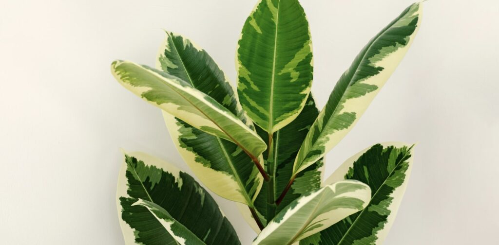 ‘Tricolor’ Rubber Tree