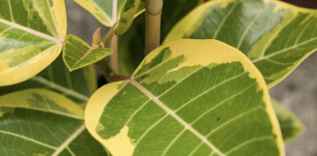 ‘Yellow Gem’ Rubber Tree