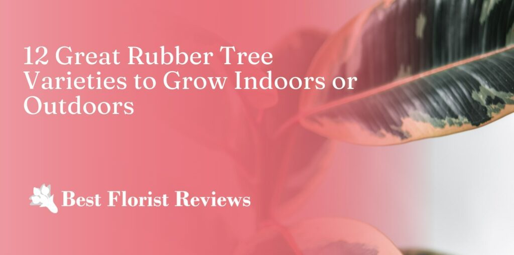 12 Great Rubber Tree Varieties to Grow Indoors or Outdoors