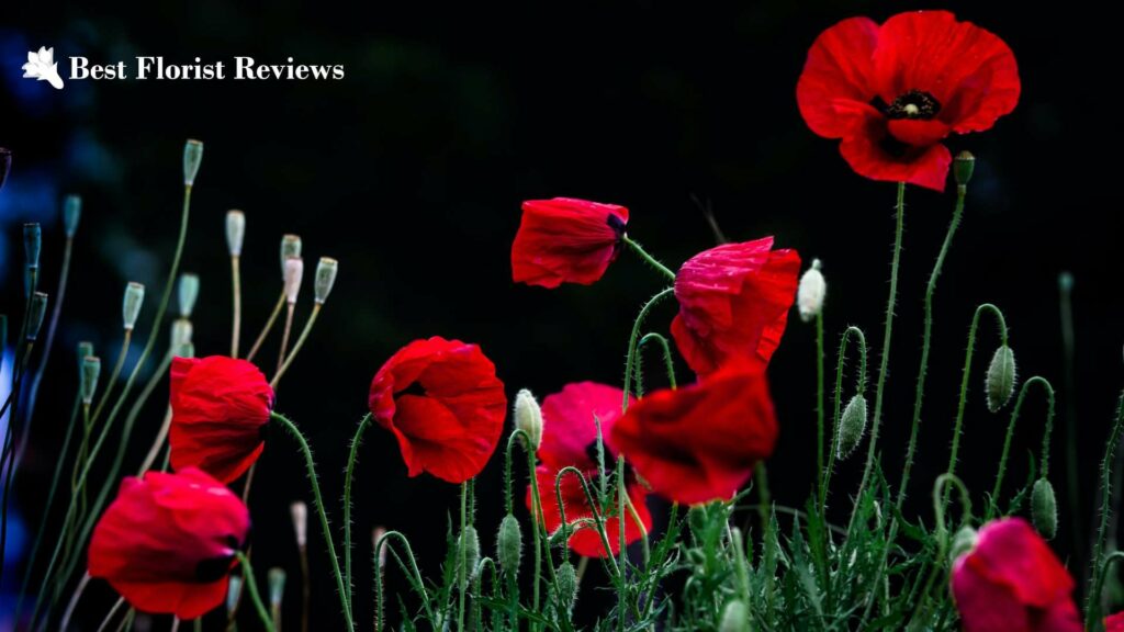 A Full Guide to the Poppy Flower Its Meanings, Uses, & More