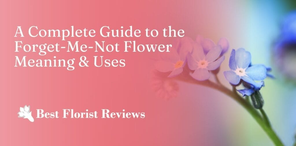 A Guide to the Forget-me-not Flower Meaning, Symbolism, and Uses