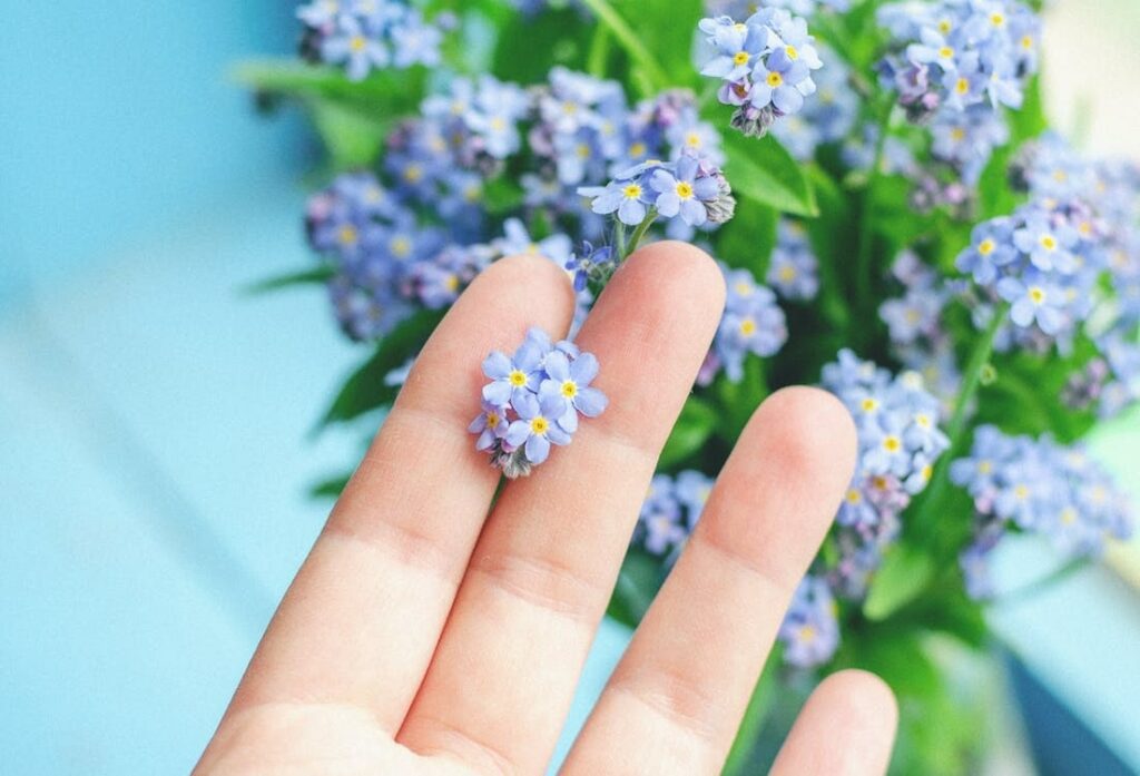Can the forget-me-not flower be used as medicine