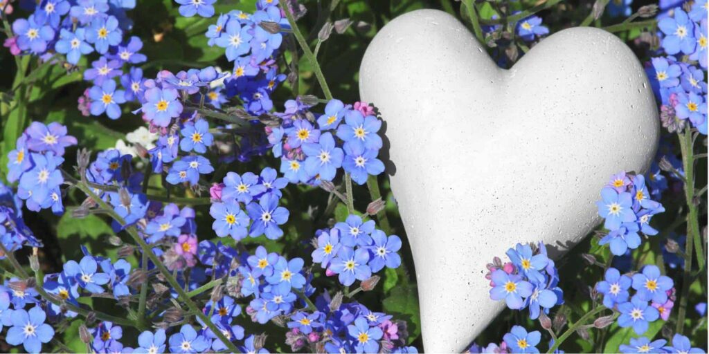 How did the forget-me-not Flower get its name