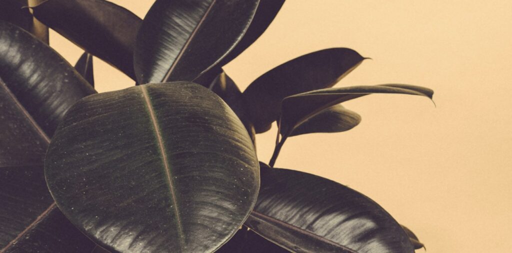 How many types of rubber trees are there