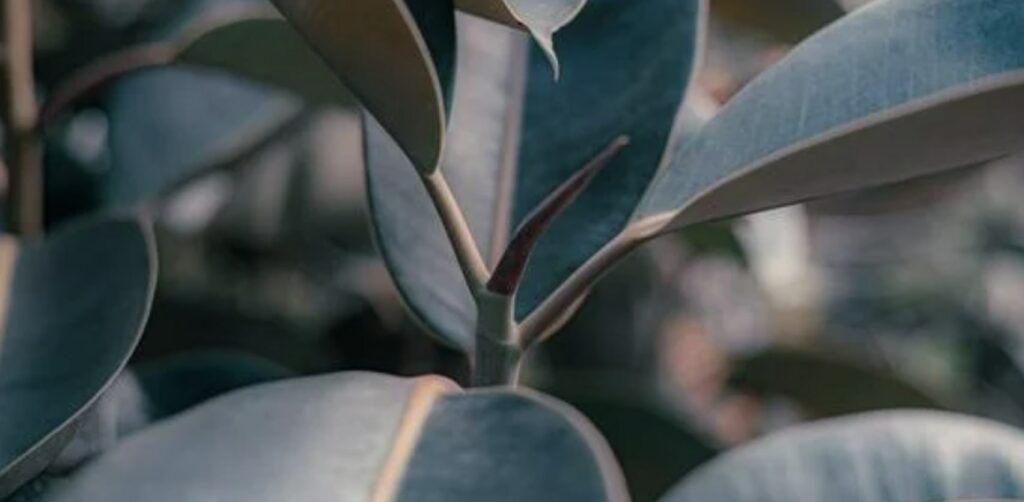Some FAQs about Rubber Trees