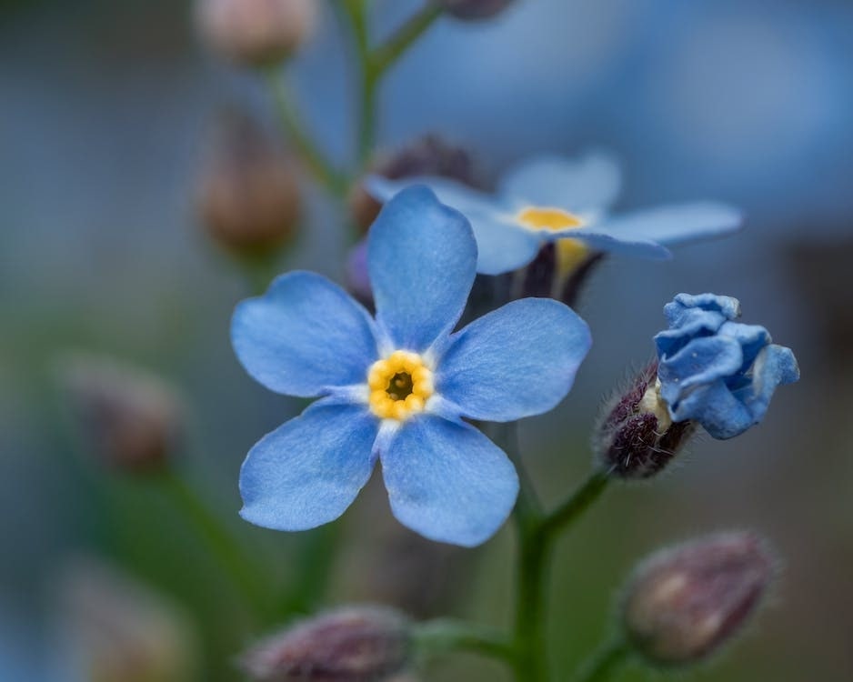 What are the botanical origins of the forget-me-not flower