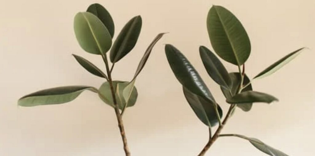 What are the most popular rubber trees to grow