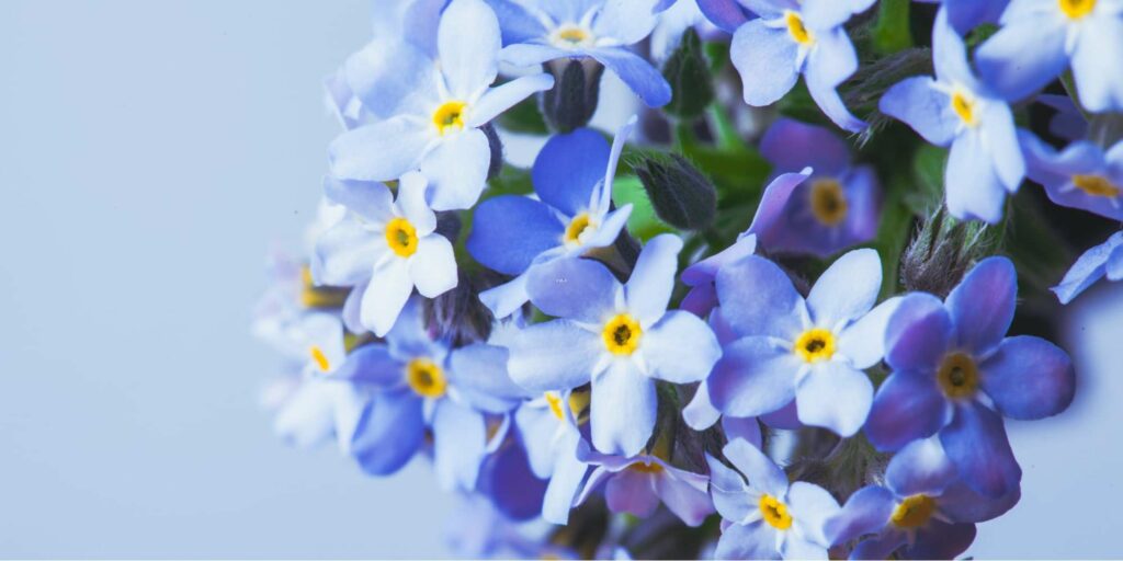 What do the colors and symbolisms of the forget-me-not flower mean