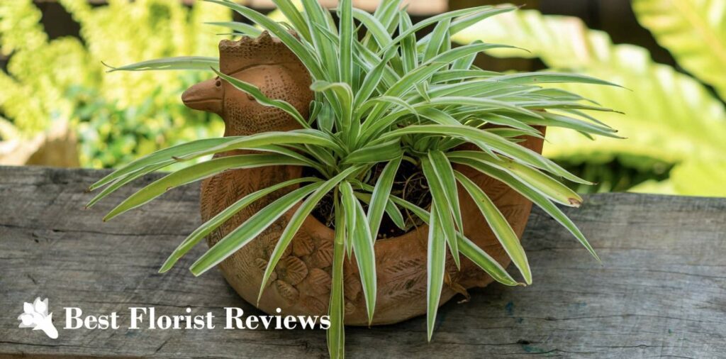 10 Rad Spider Plant Varieties to Grow Indoors A Quick Guide