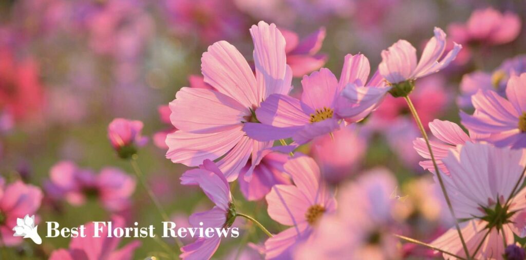 A Basic Guide to the Cosmos Flower Meaning and Uses