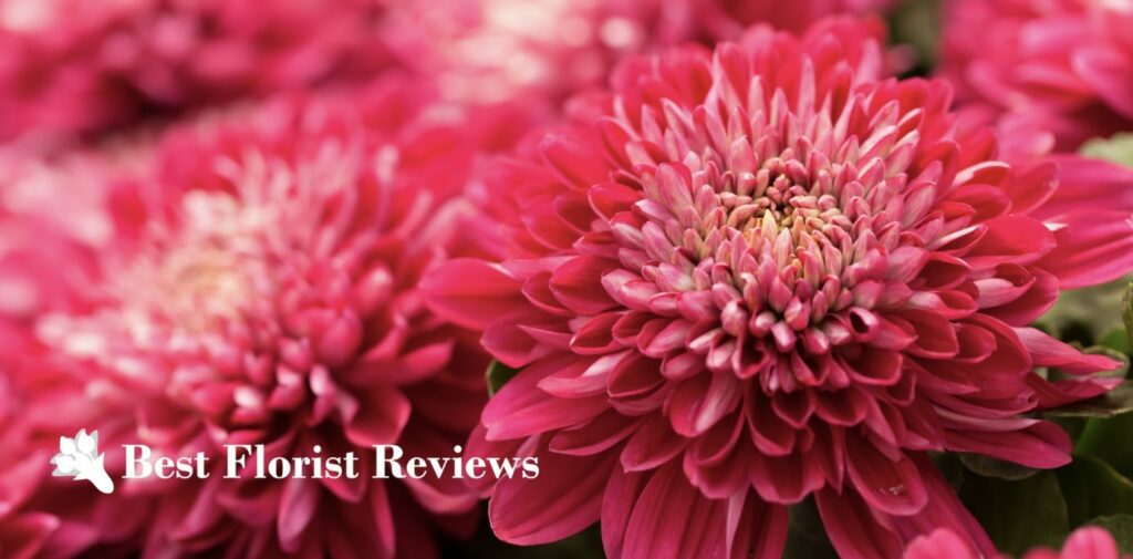 A Full Guide to the Chrysanthemum’s Meaning and Uses