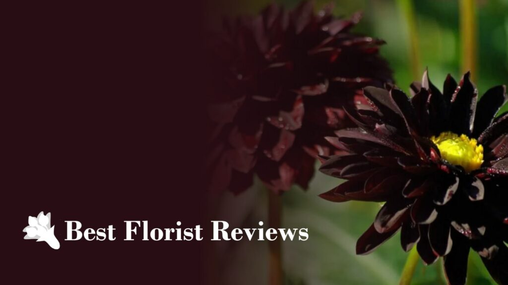 A Rare Beauty Black Dahlia Meaning, Kinds, and Care Tips