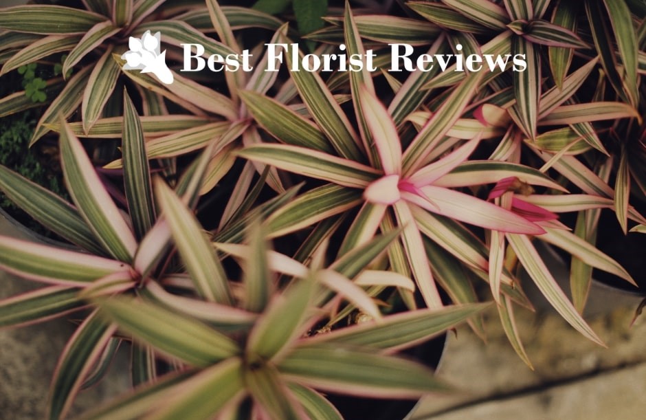 All You Need to Know About the Moses-in-the-Cradle Plant