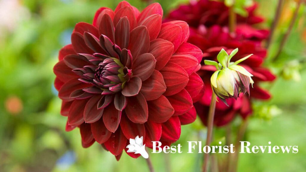 Arabian Night Dahlia