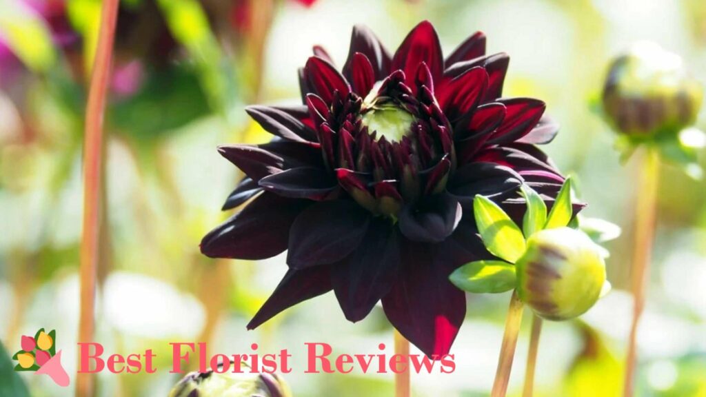 Basic Facts about the Black Dahlia